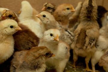 small chicks