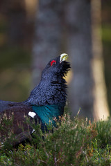 Capercaillie Tetrao urogallus adult male displaying