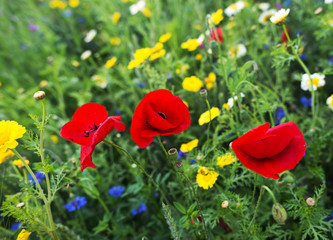Poppies in a field in summer