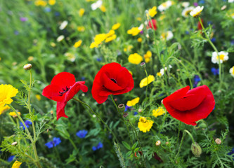 Naklejka premium Poppies in a field in summer