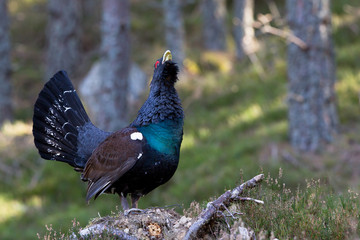 Capercaillie Tetrao urogallus adult male displaying