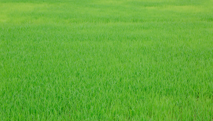Fototapeta na wymiar Image of fresh spring green grass