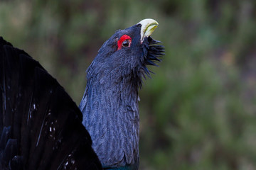 Capercaillie Tetrao urogallus adult male displaying