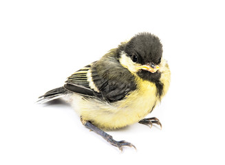 Fledgling birds tit
