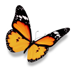 Fototapeta na wymiar Orange butterfly, isolated on white
