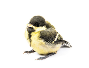 Fototapeta premium Fledgling birds tit