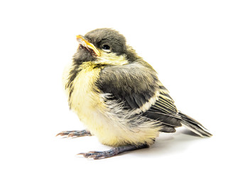 Fledgling birds tit