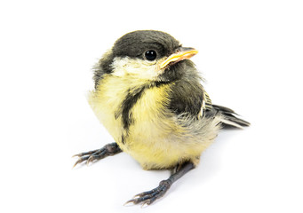 Naklejka premium Fledgling birds tit