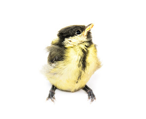Fledgling birds tit © borissos