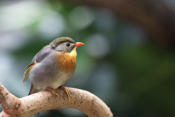 A nice looking bird on the tree