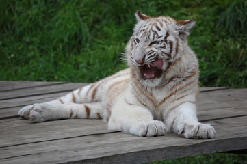 White Tiger Shows His Teeth