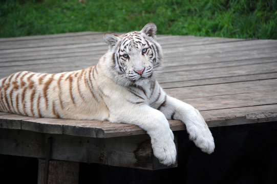 White Tiger Portrait