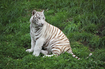 Fototapeta na wymiar Biały Tygrys Siedzi W Trawie