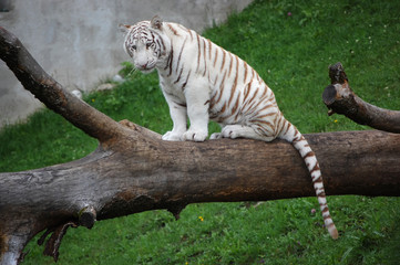 White Tiger Sitting On a Tree