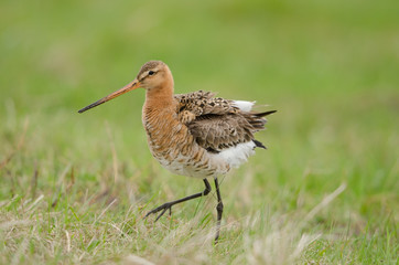 Uferschnepfe, Black-tailed godwit, Limosa limosa