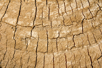 a wooden stump in the background