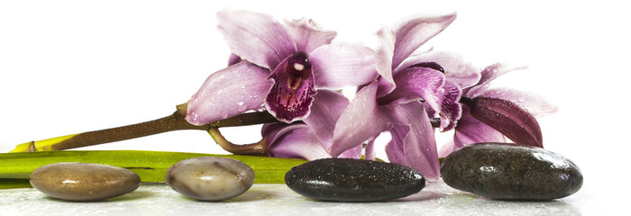 orchid and stones on white background © Carlos André Santos