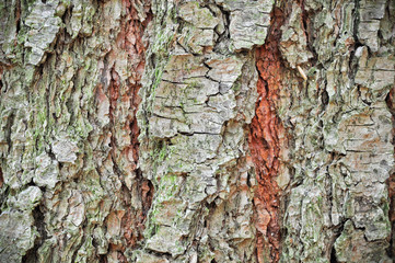 CORTECCIA DI CONIFERA