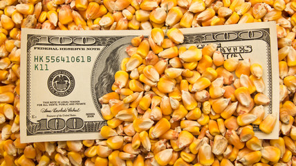 dollars in corn © schankz
