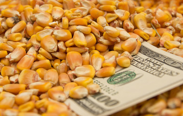 dollars in corn