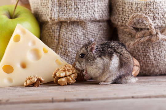 Rodent In The Pantry