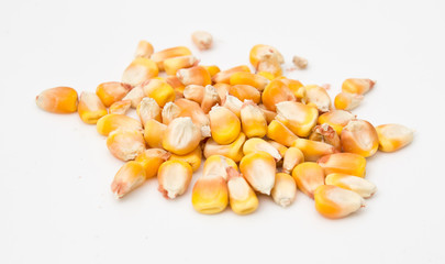 corn on a white background