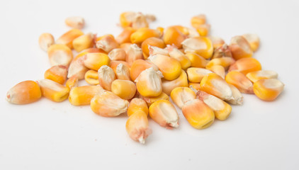corn on a white background