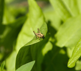 Grasshopper on the nature
