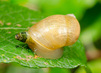 common amber snail as host of parasite, crippled eye