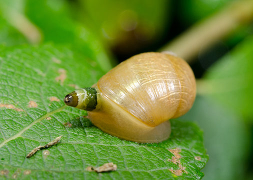common amber snail as host of parasite L.Paradoxum