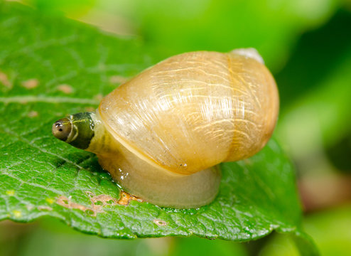 common amber snail as host of parasite, crippled eye