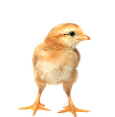 a little chicken on a white background