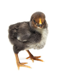 a little chicken on a white background
