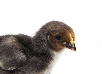 a little chicken on a white background