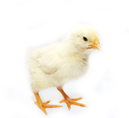a little chicken on a white background