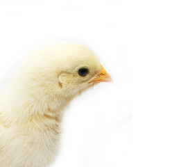 a little chicken on a white background