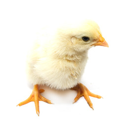 Fototapeta premium a little chicken on a white background