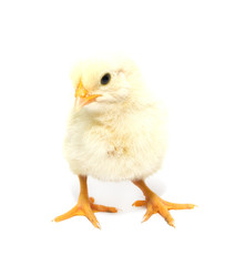a little chicken on a white background