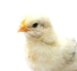 a little chicken on a white background