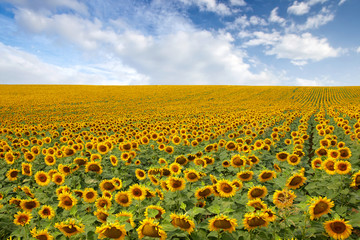 Schönes Sonnenblumenfeld