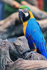 Macaw Birds [Ara ararauna]