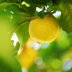 Lemon close up