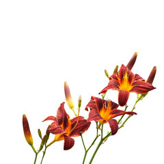 Fototapeta premium Red day-lily