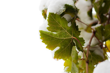 leaves in the snow on the nature
