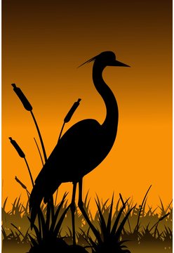 silhouette illustration heron on the banks of the swamp