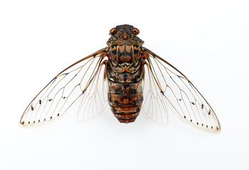 cicada insect.