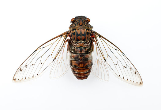 Cicada Insect.