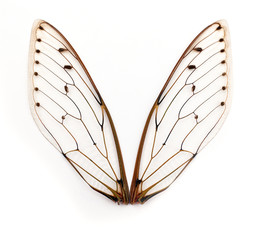 cicada wings.