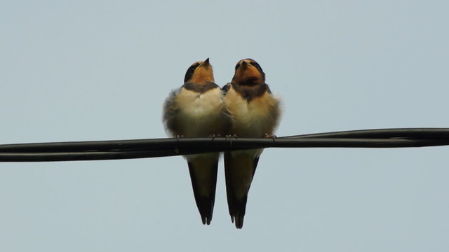 Two little swallows on wires