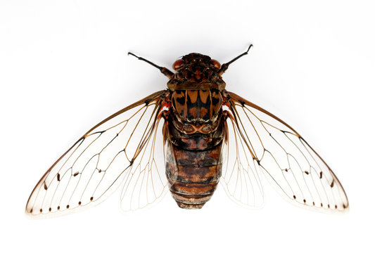 cicada insect.